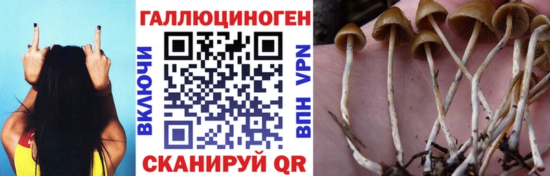 Псилоцибиновые грибы Psilocybe  наркотики  Сельцо 